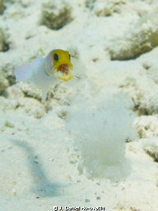 This yellowhead jawfish set his mouthful of eggs aside wh... by J. Daniel Horovatin 